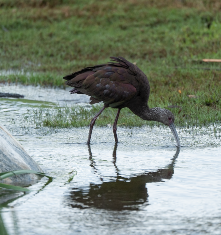 Beltzaran musuzuria - ML645825409