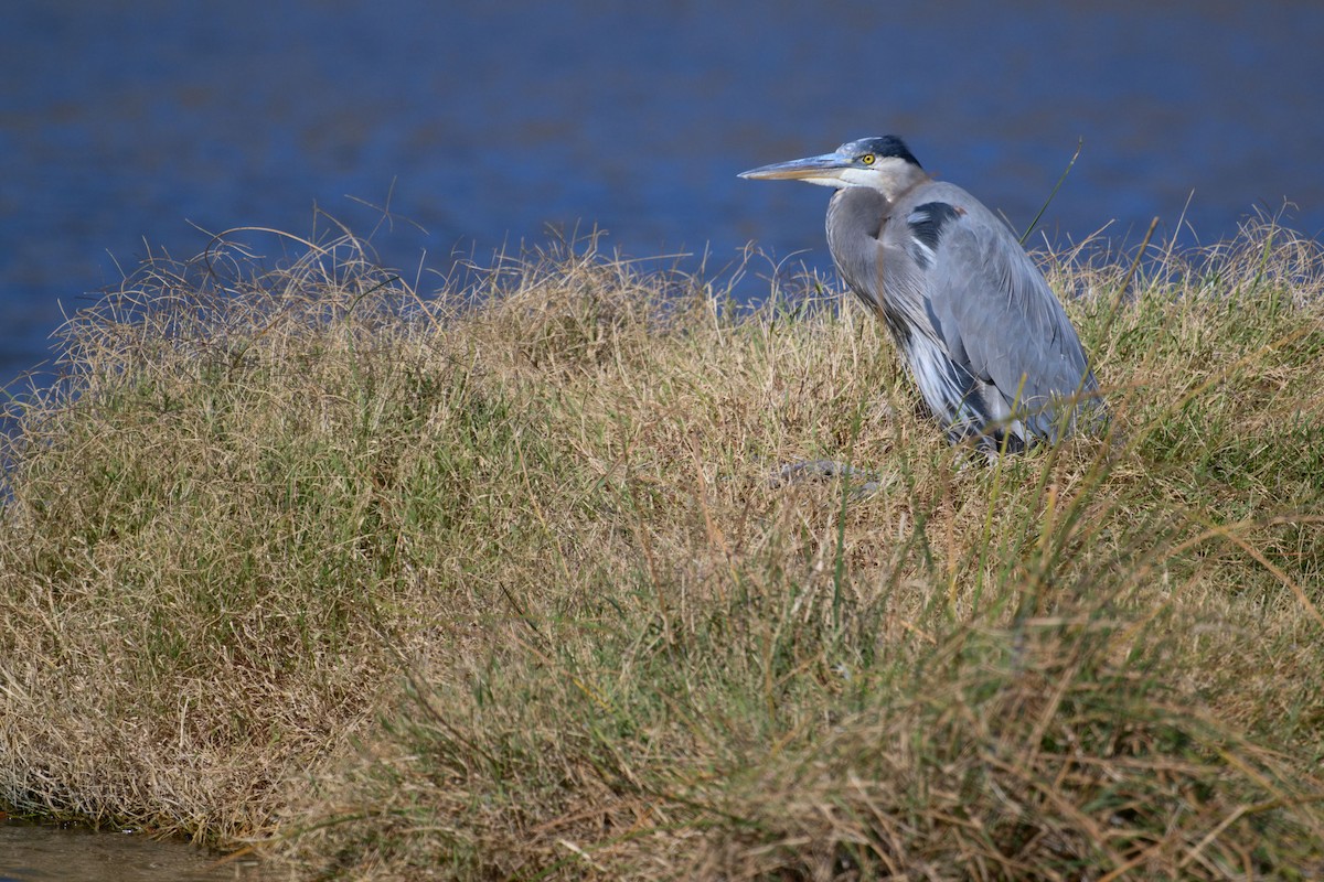 Great Blue Heron - ML645825410