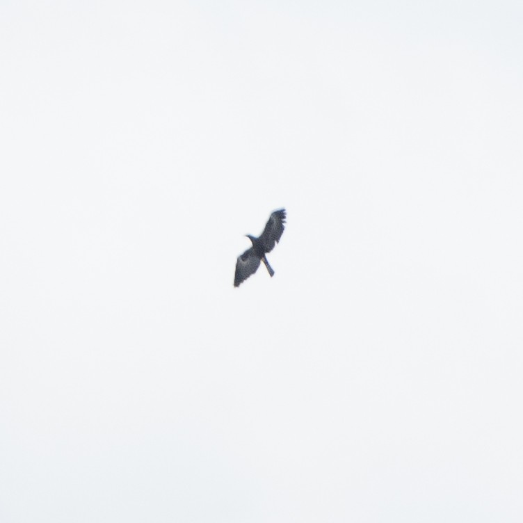 Black Eagle - ML645825418