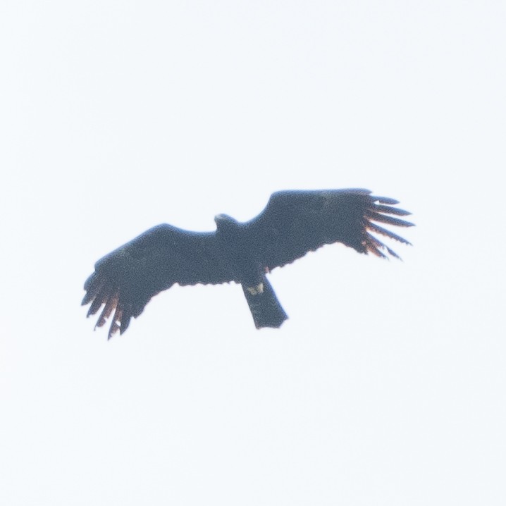 Black Eagle - ML645825419