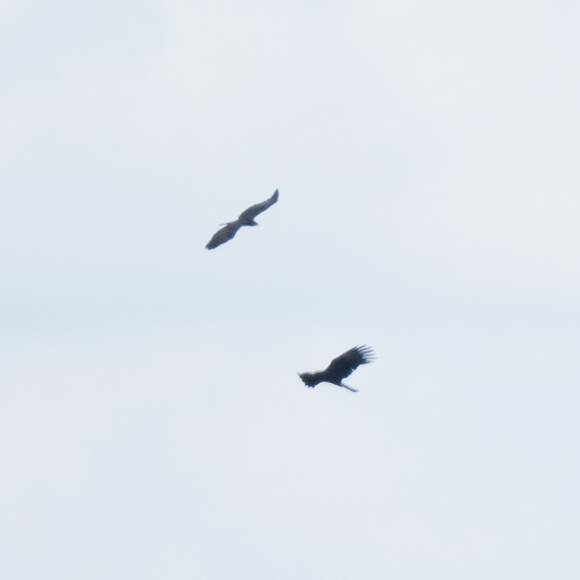 Black Eagle - ML645825421