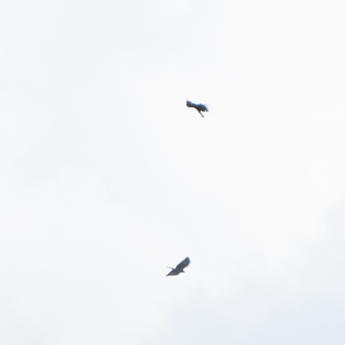 Black Eagle - ML645825422