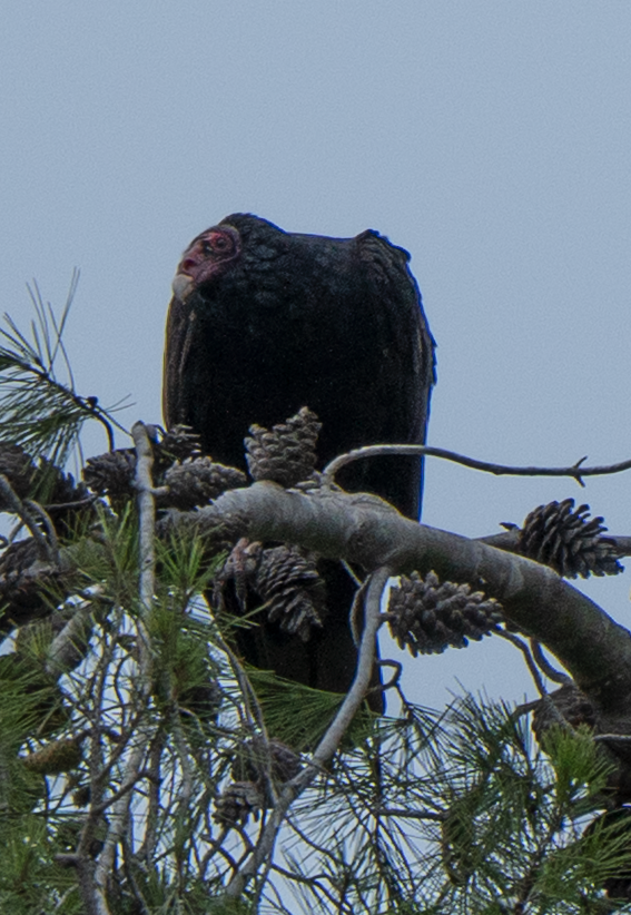 Turkey Vulture - ML645825428