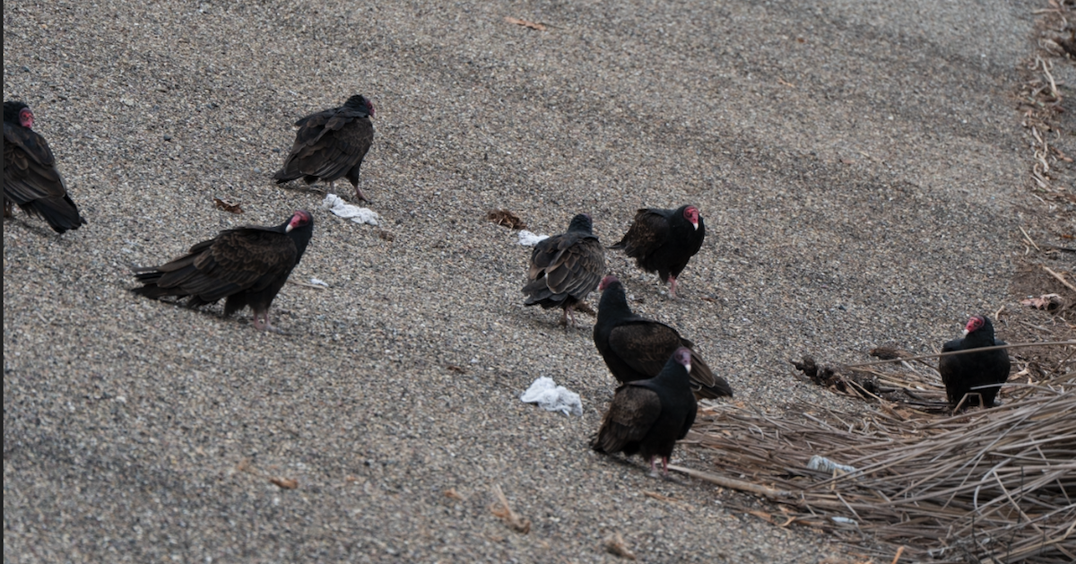 Turkey Vulture - ML645825429