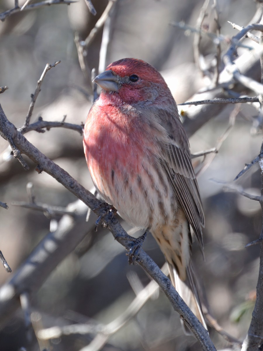 House Finch - ML645825430