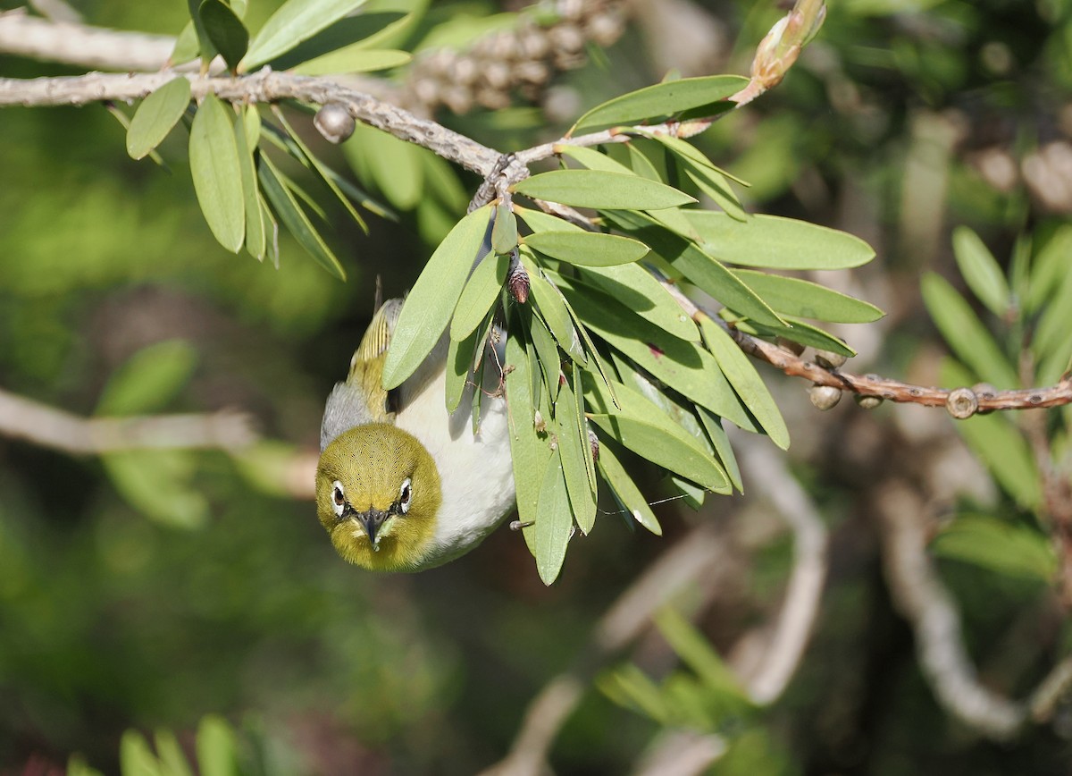 Silvereye (East Australian) - ML645825435