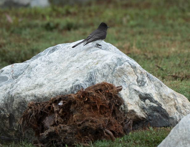 Black Phoebe - ML645825436