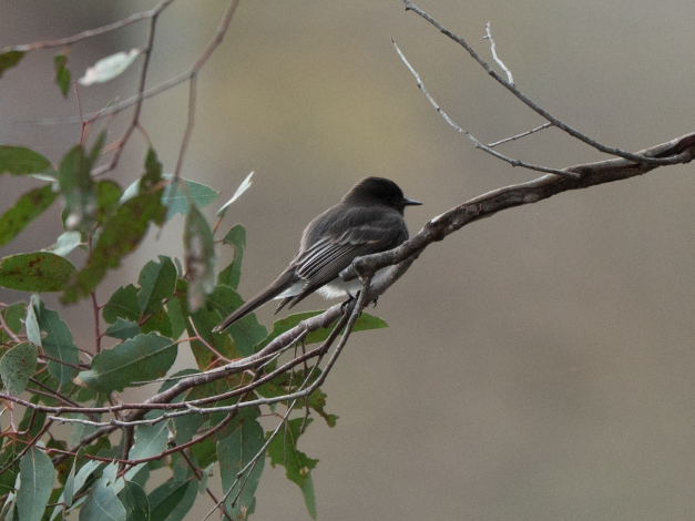 Black Phoebe - ML645825437