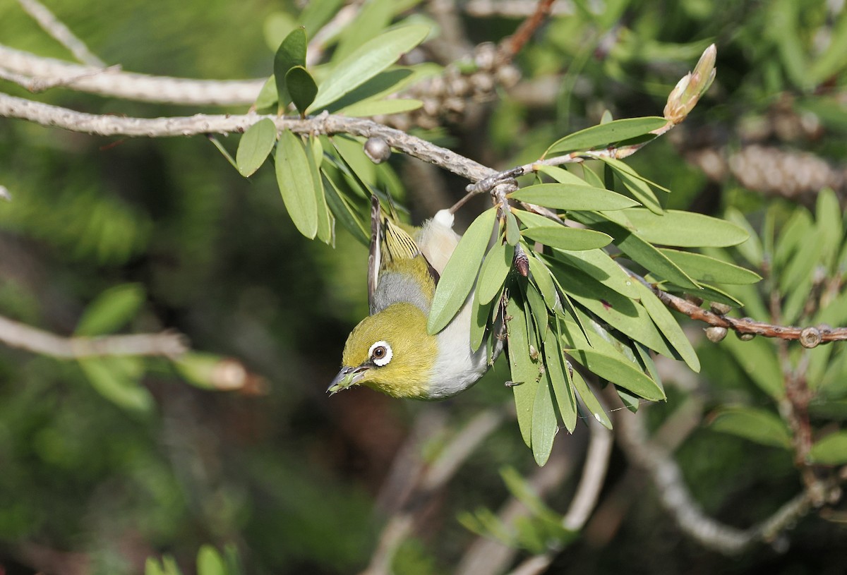 Silvereye (East Australian) - ML645825438