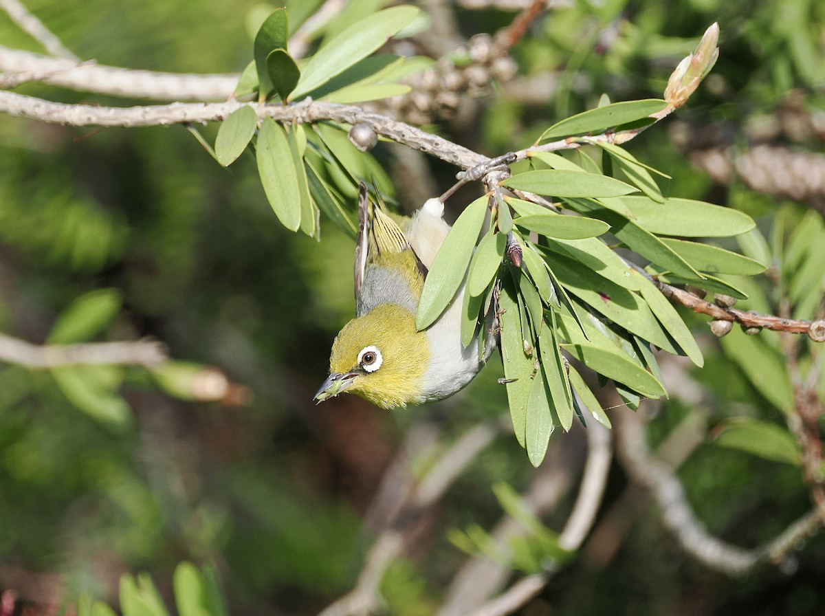Silvereye (East Australian) - ML645825439