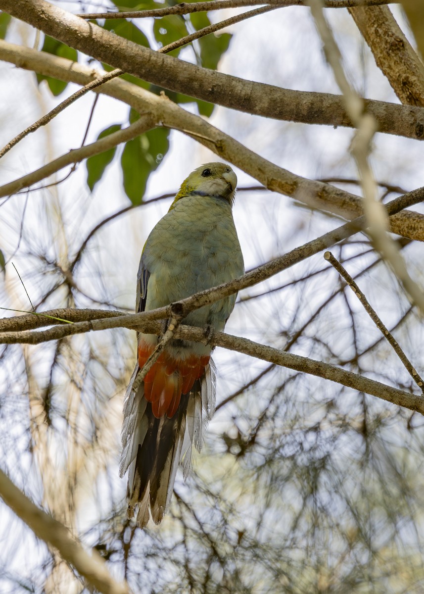 ホオアオサメクサインコ - ML645825441