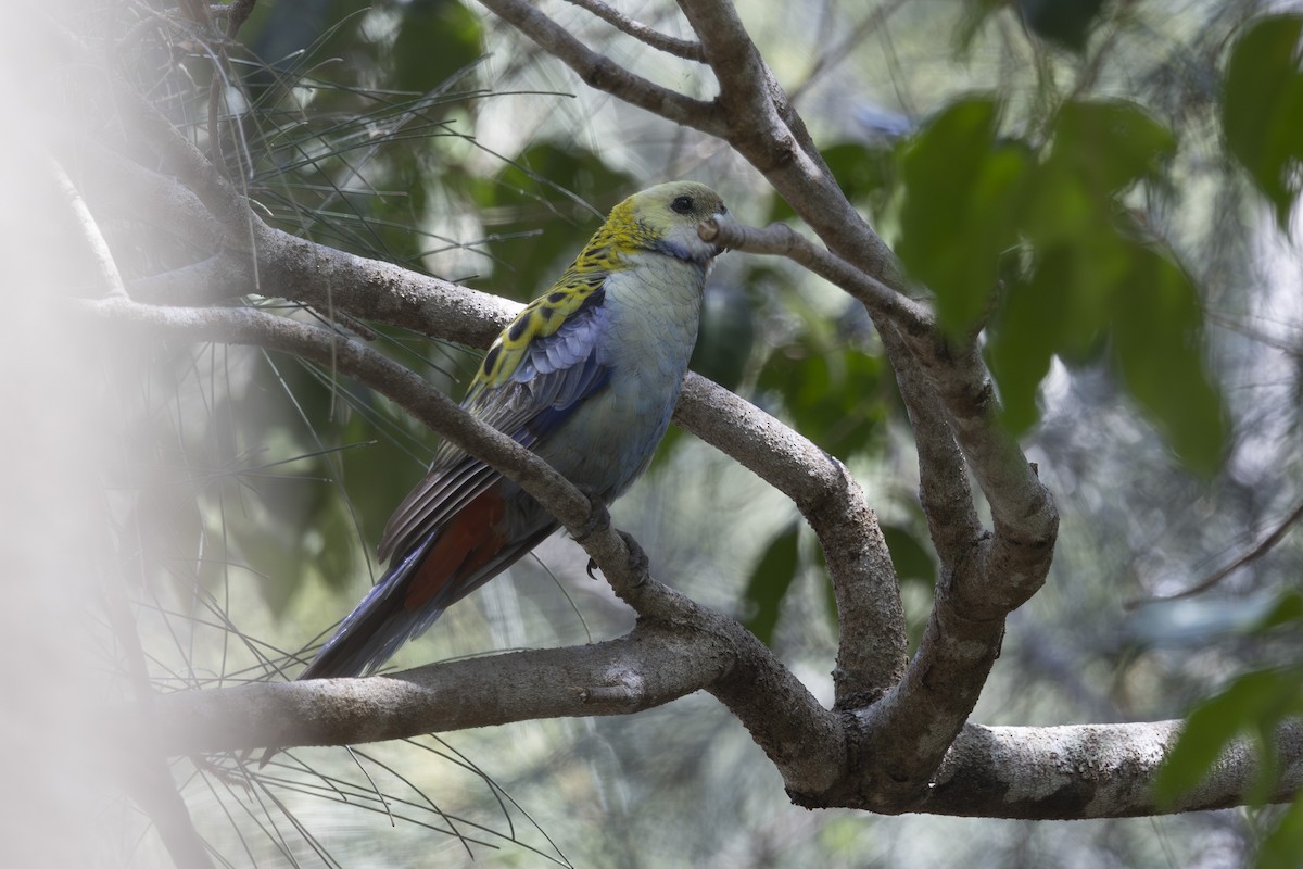 ホオアオサメクサインコ - ML645825442