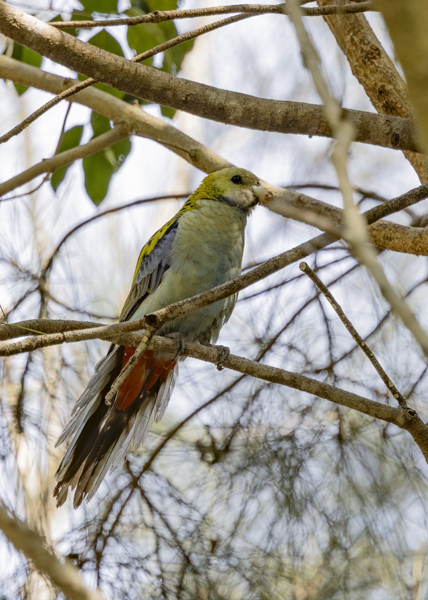 ホオアオサメクサインコ - ML645825443