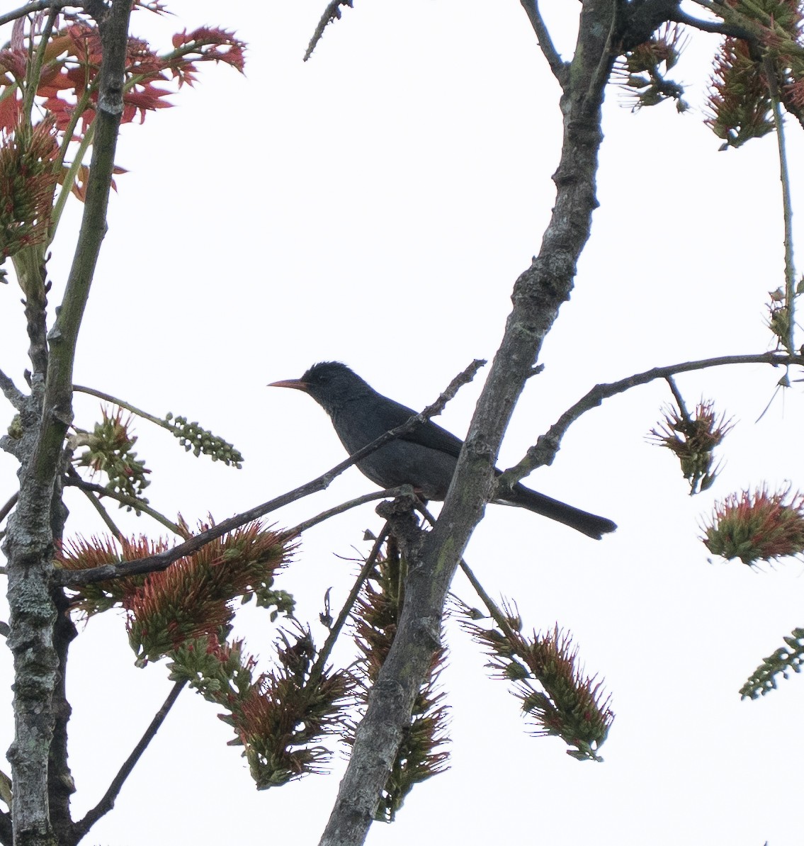 Горована індійська - ML645825446