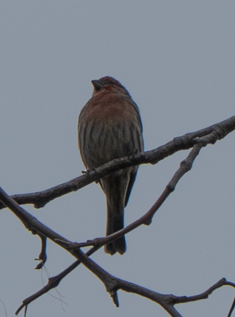 House Finch - ML645825448