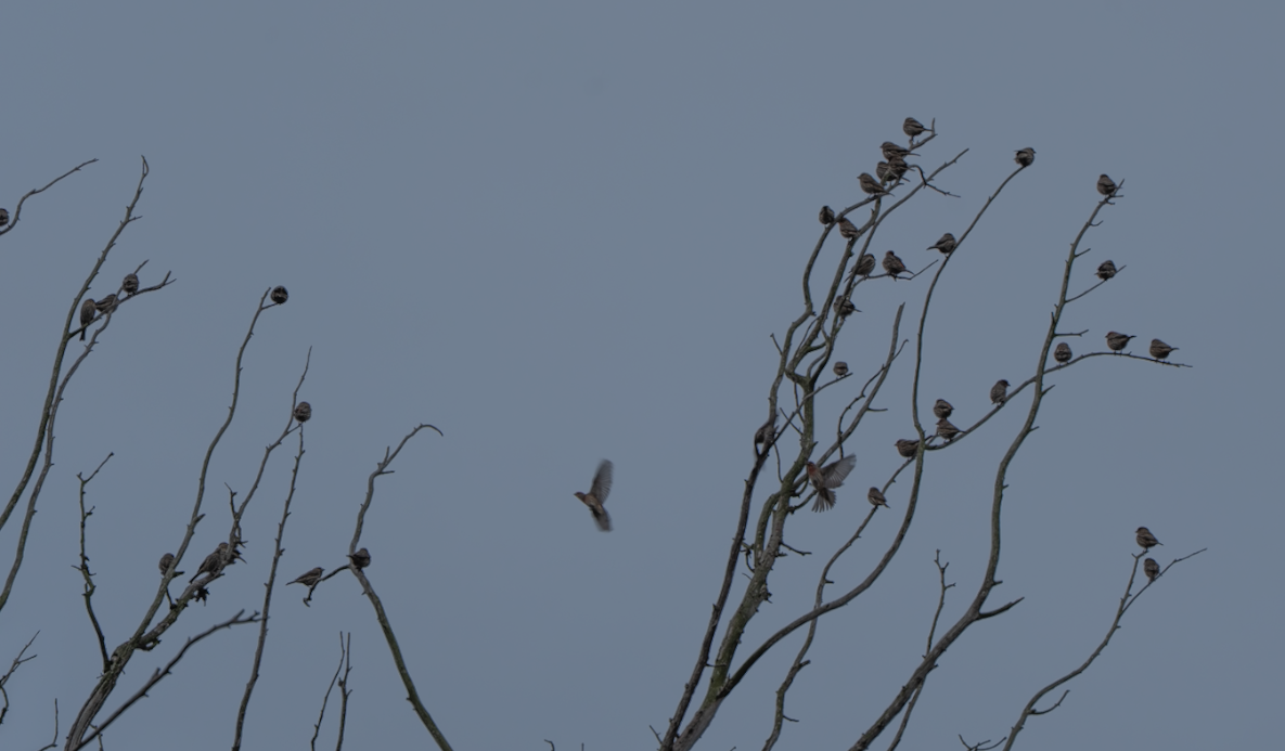 House Finch - ML645825449