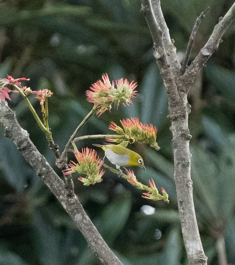 Indian White-eye - ML645825452