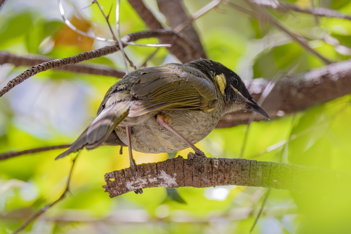 キミミミツスイ - ML645825454