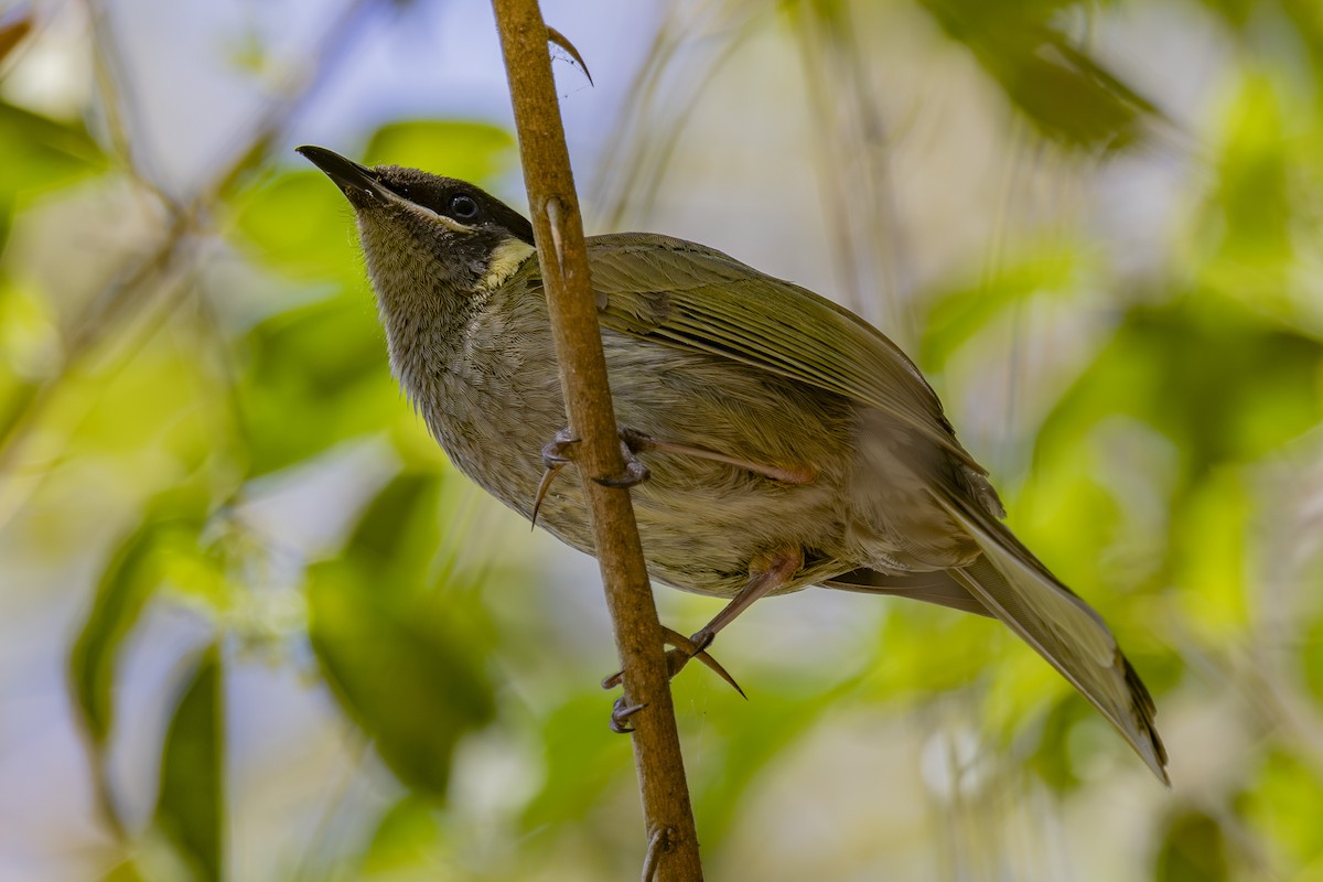 キミミミツスイ - ML645825455