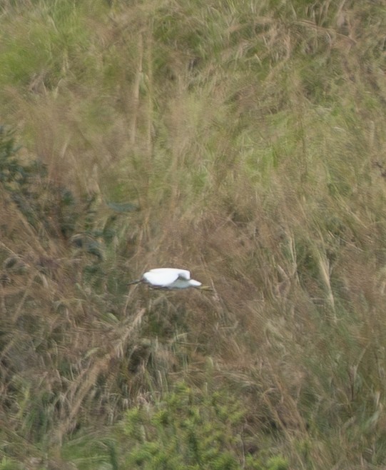 インドアカガシラサギ - ML645825456