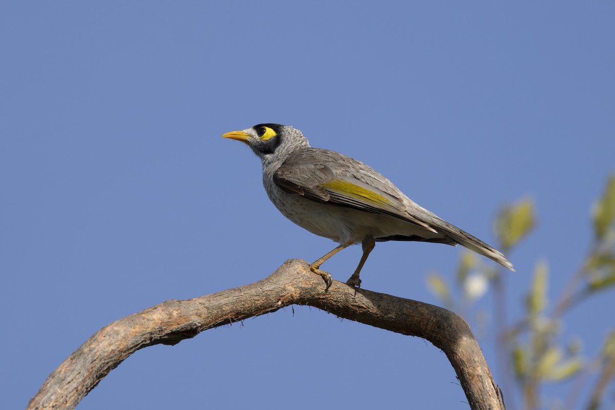 クロガオミツスイ - ML645825457