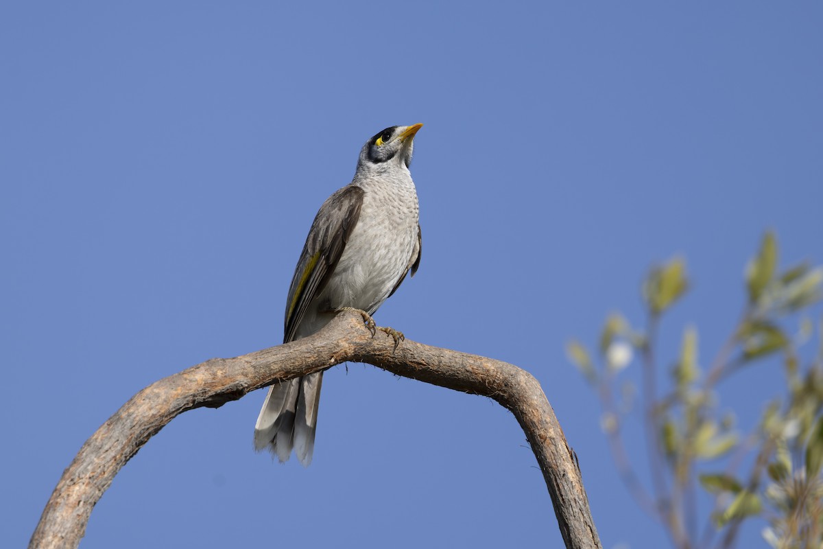 クロガオミツスイ - ML645825458