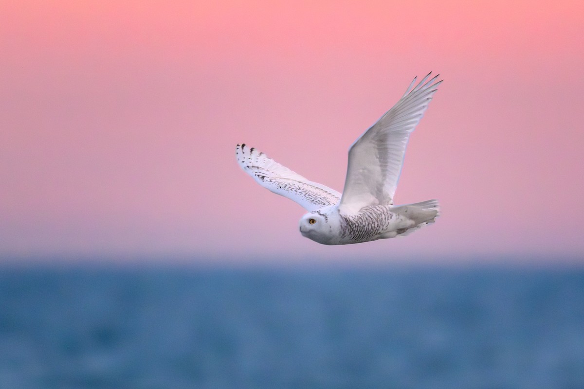 シロフクロウ - ML645825459