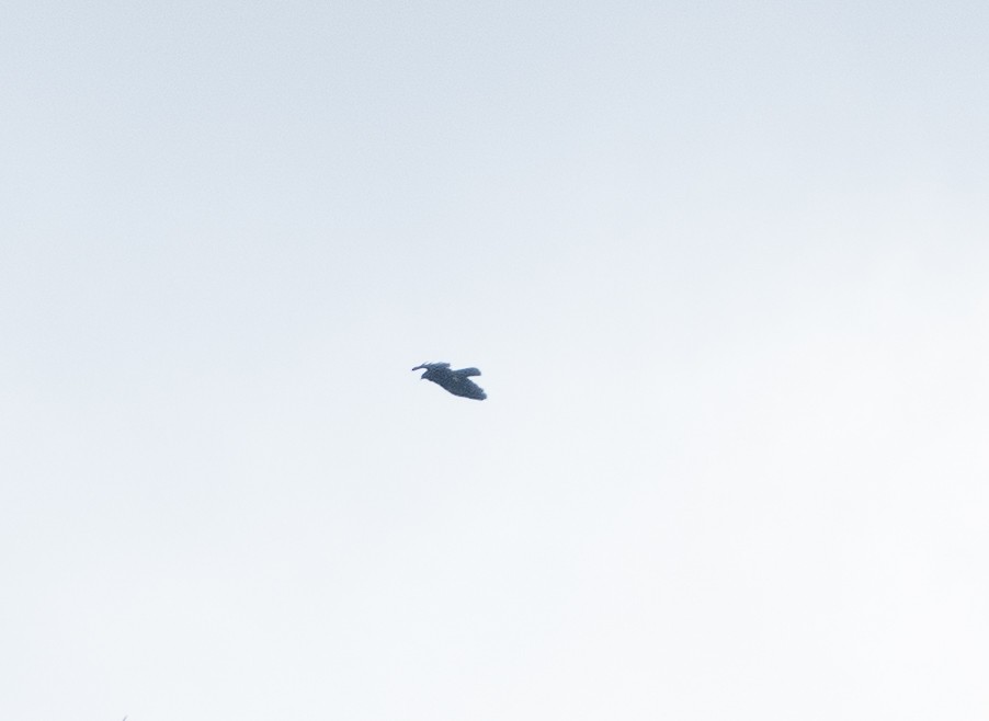 ハチクマ - ML645825460