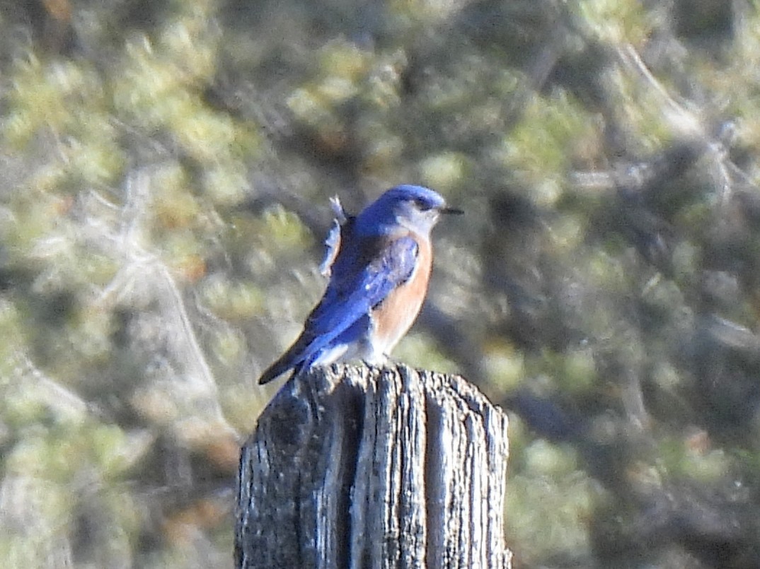 チャカタルリツグミ - ML645825461