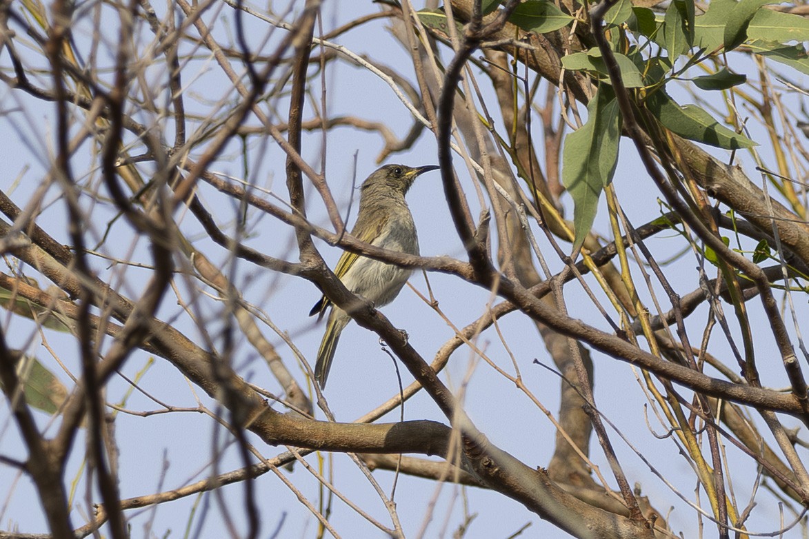 サメイロミツスイ - ML645825462