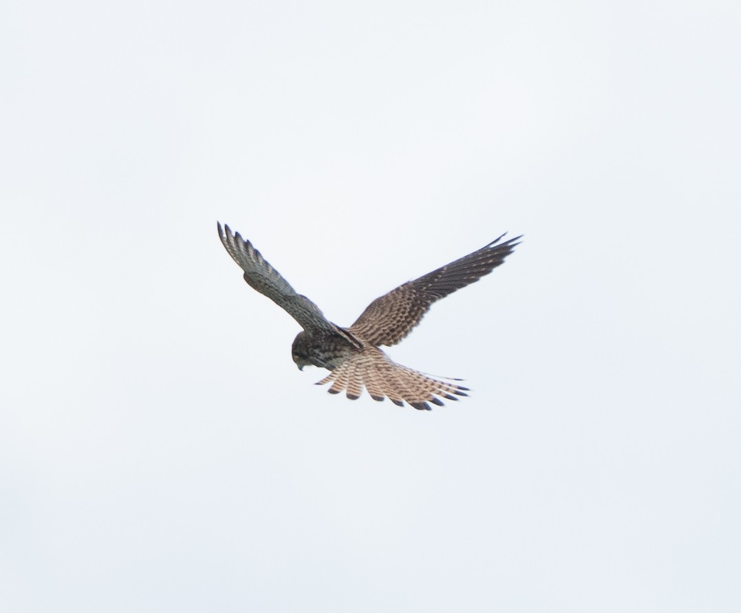 チョウゲンボウ - ML645825466