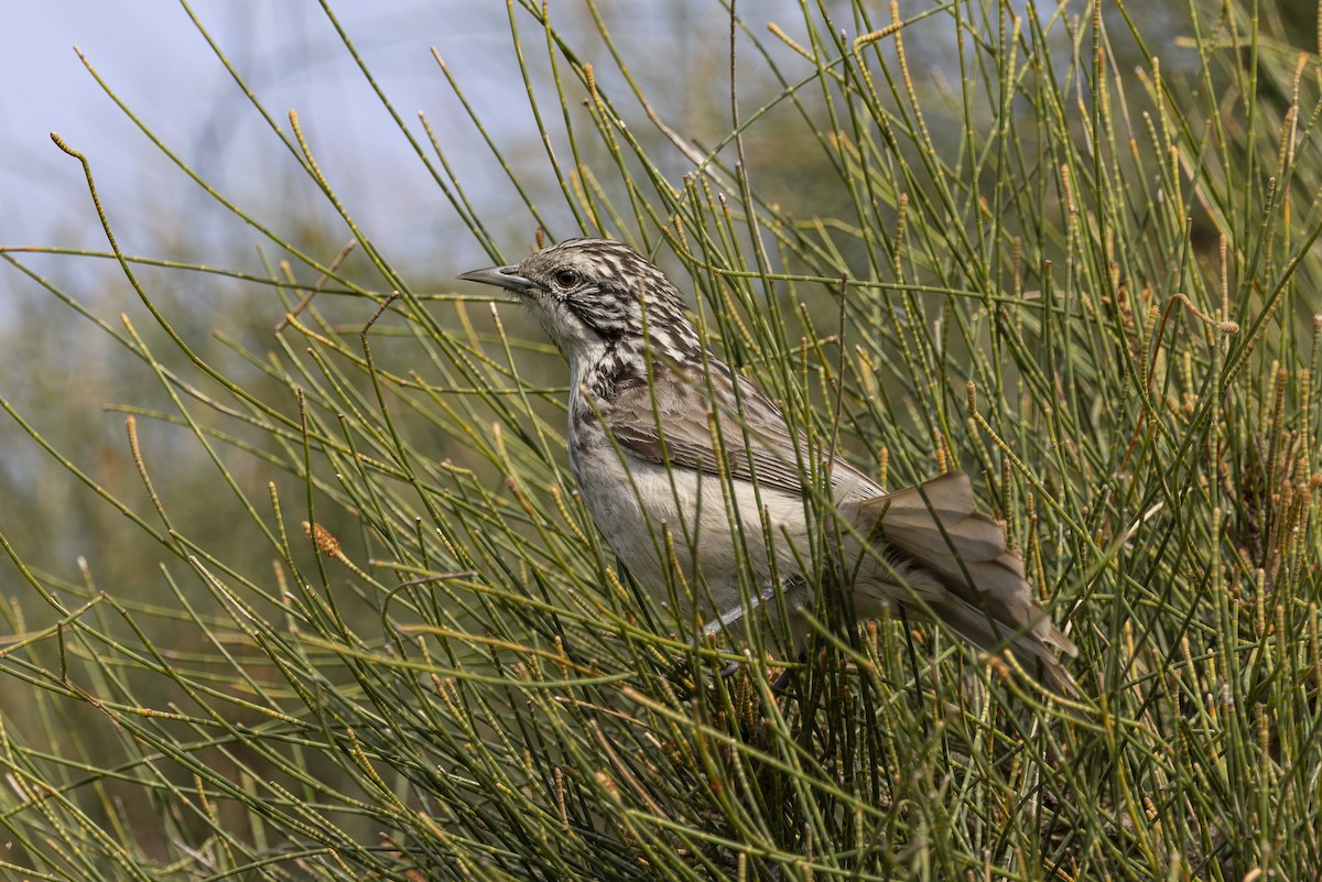 ヒヨミツスイ - ML645825467