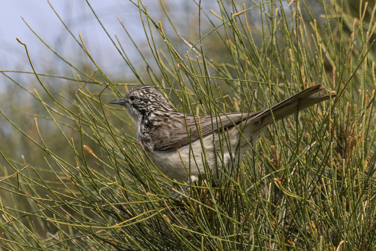 ヒヨミツスイ - ML645825468