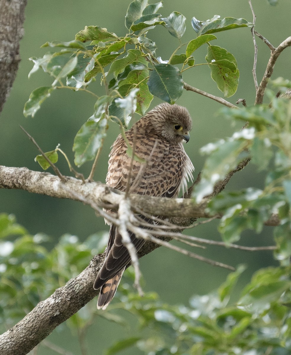 チョウゲンボウ - ML645825469