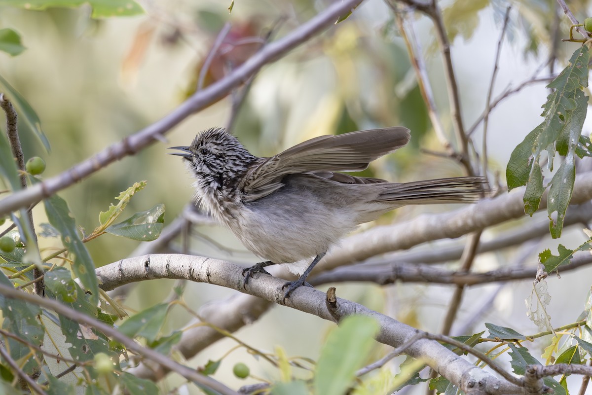 ヒヨミツスイ - ML645825470