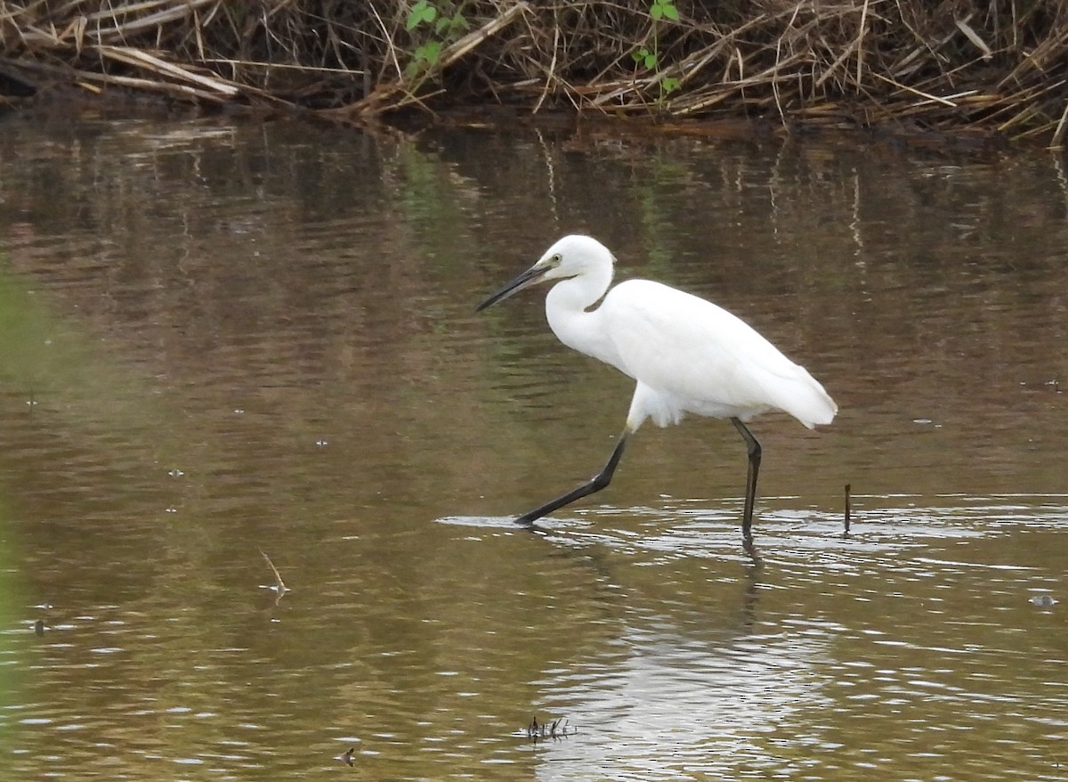 コサギ - ML645825471