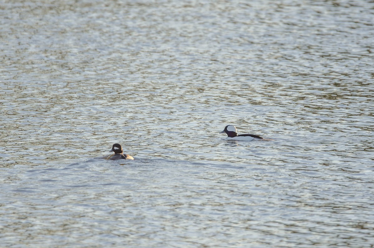 ヒメハジロ - ML645825472