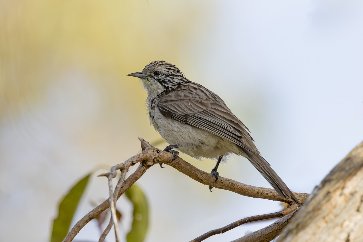 ヒヨミツスイ - ML645825473