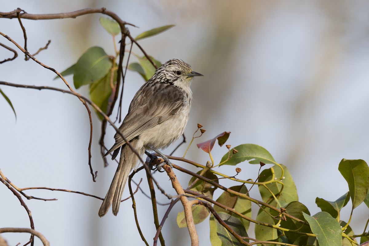 ヒヨミツスイ - ML645825474