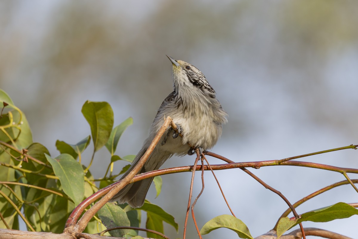 ヒヨミツスイ - ML645825475