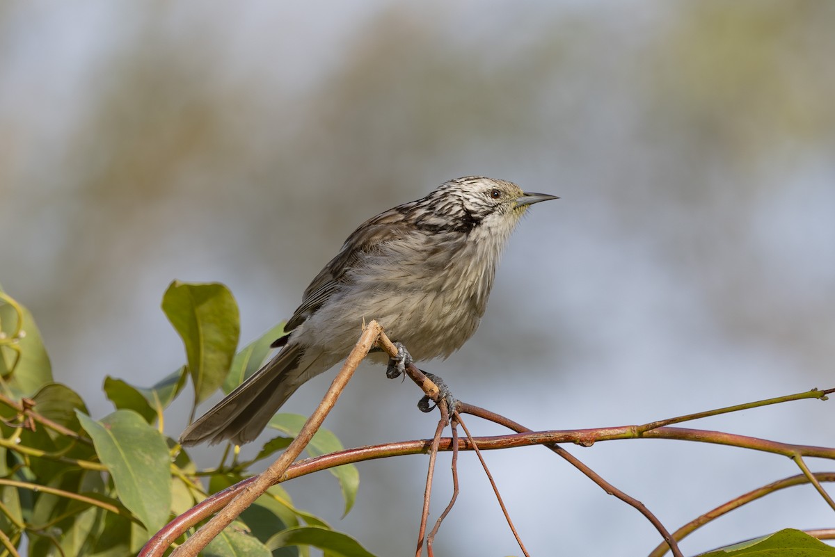 ヒヨミツスイ - ML645825476