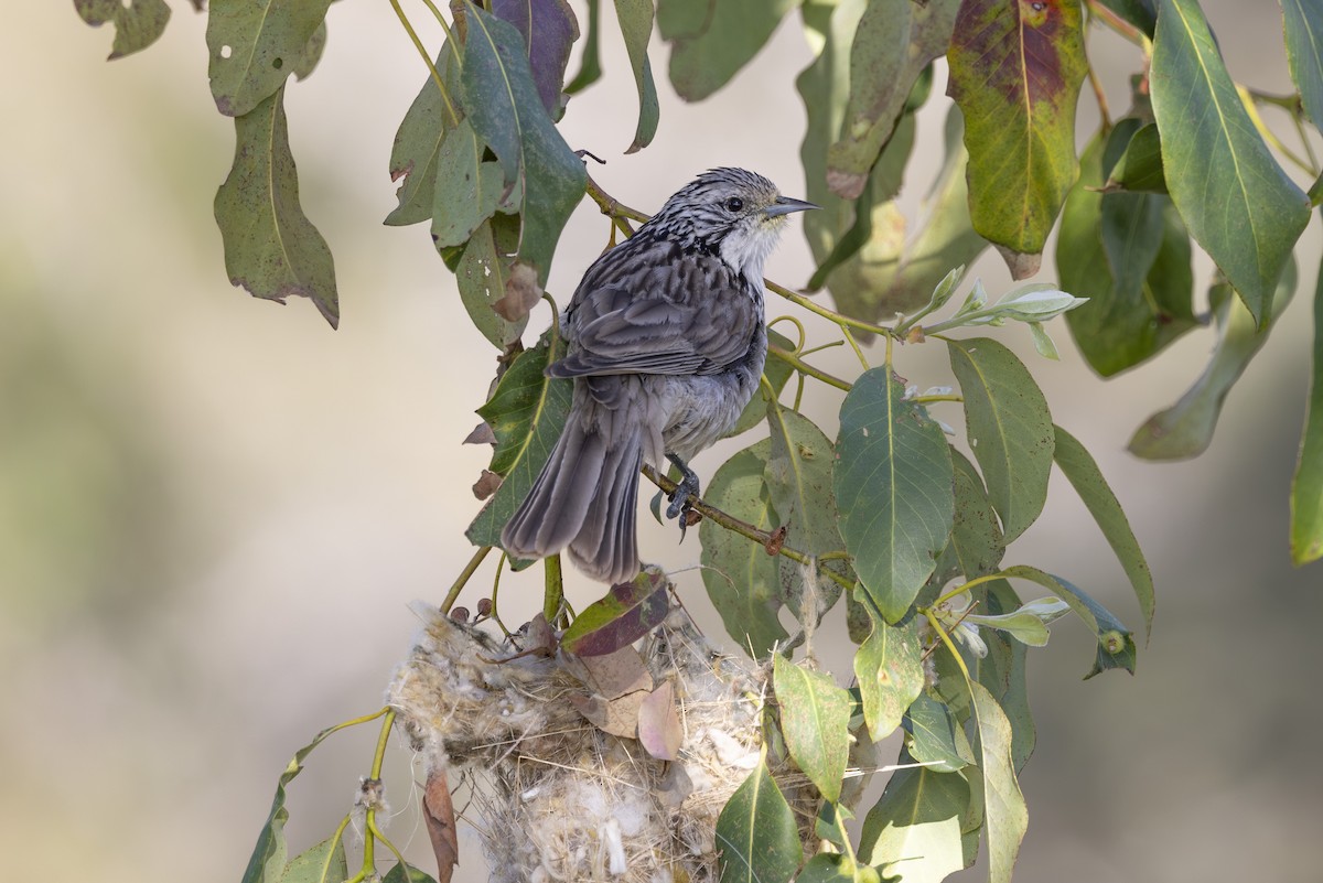 ヒヨミツスイ - ML645825477