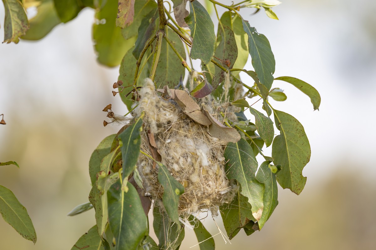 ヒヨミツスイ - ML645825478