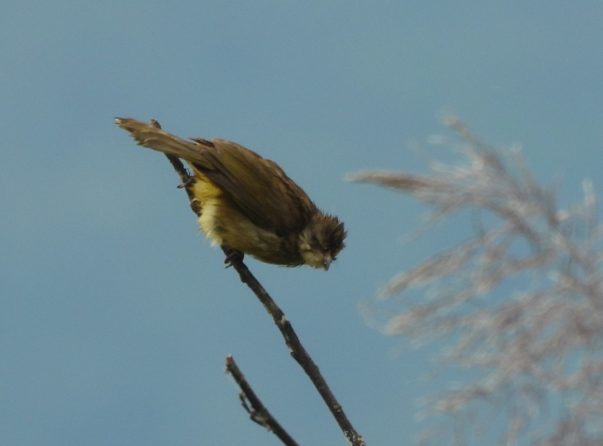 ミミスジヒヨドリ - ML645825481