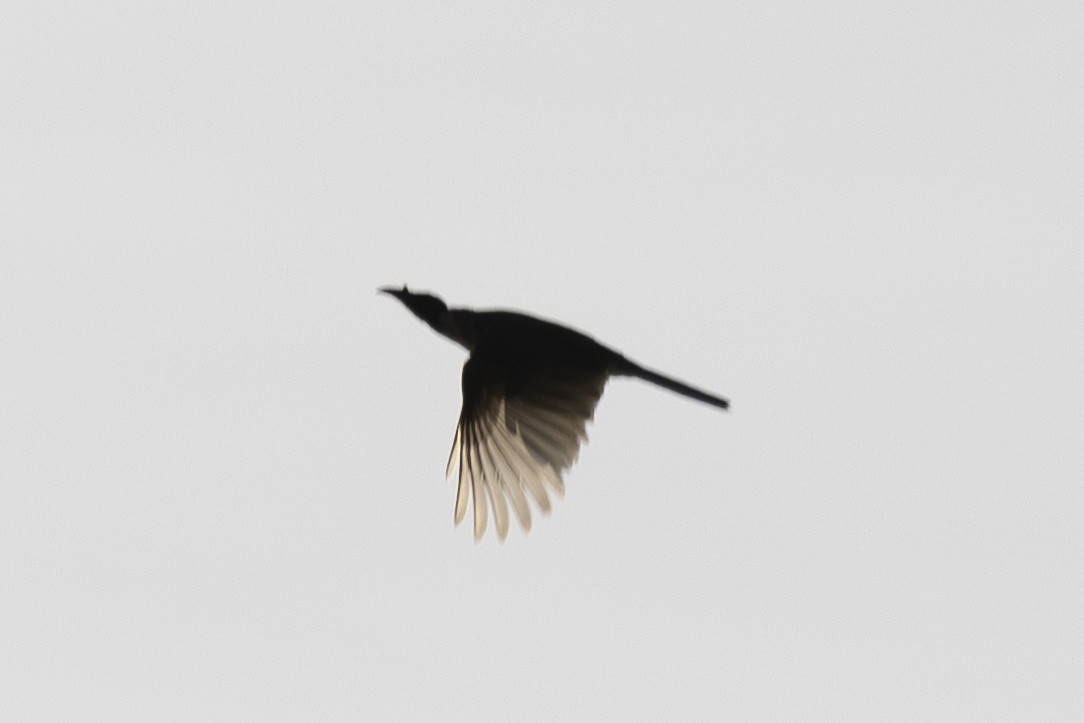 ズグロハゲミツスイ - ML645825482