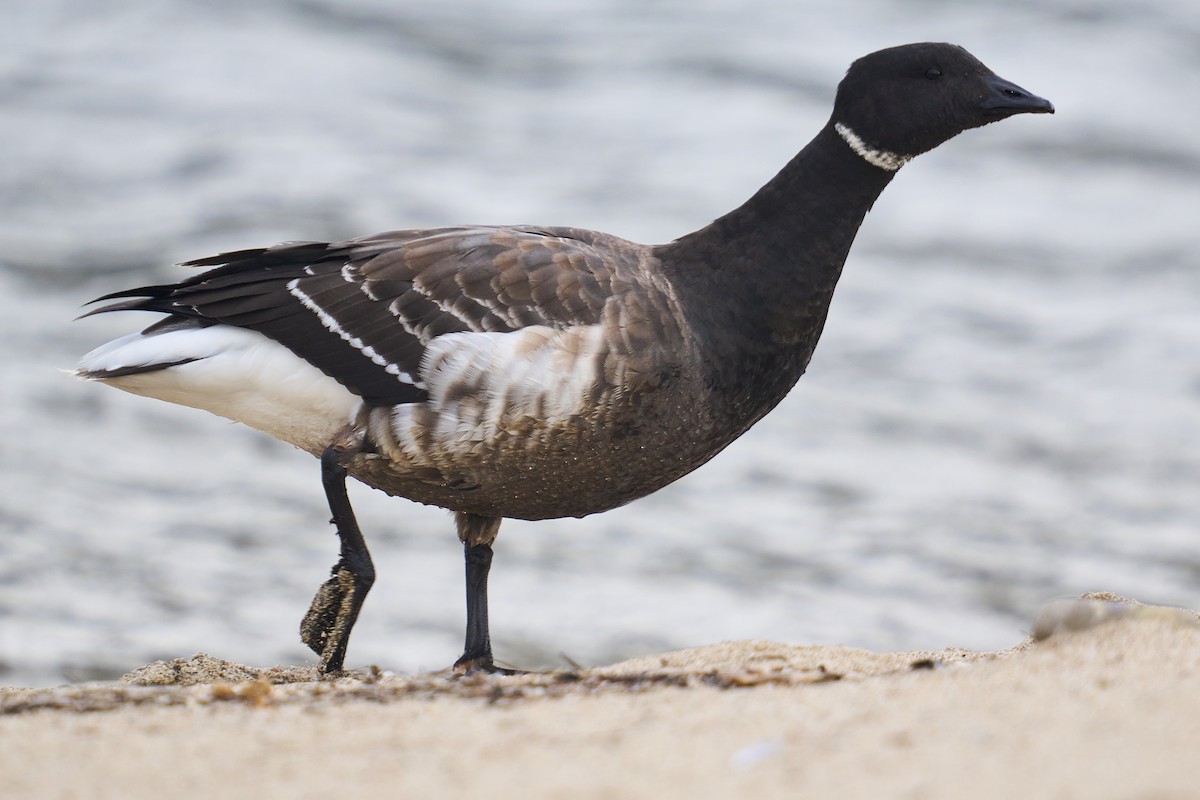 コクガン（nigricans） - ML645825483