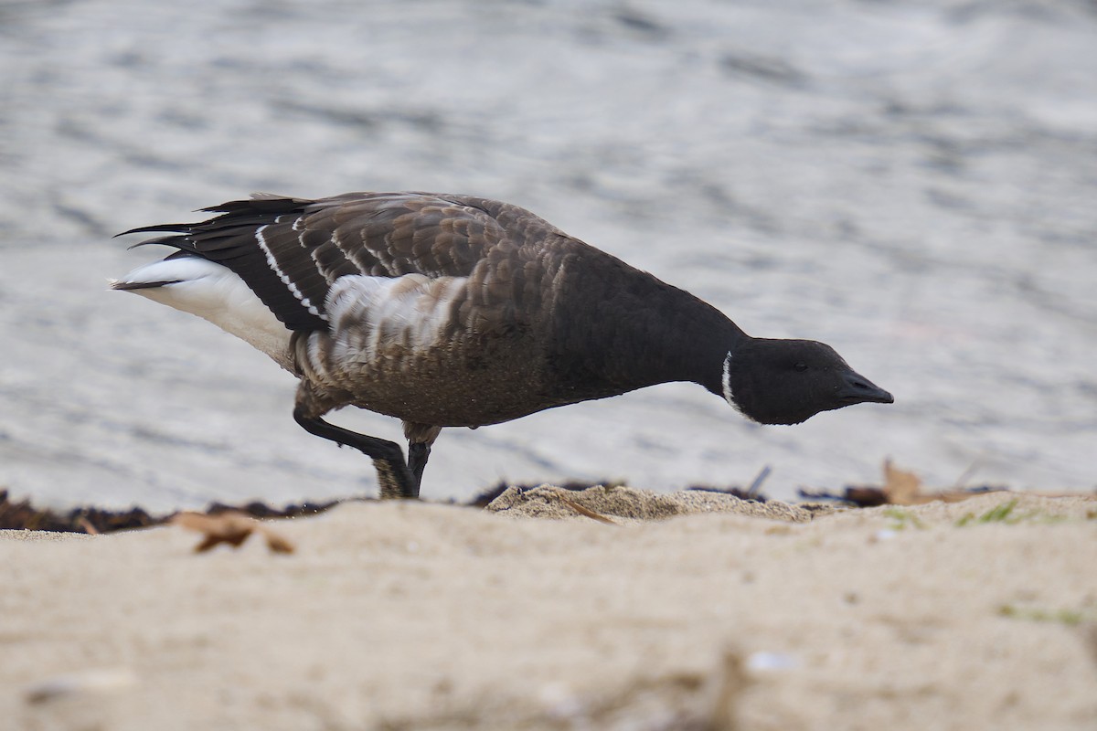 Brant (Black) - ML645825484