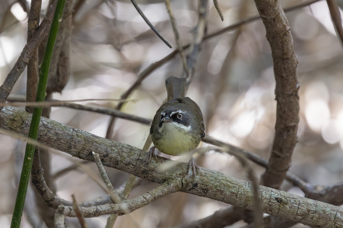 マミジロヤブムシクイ - ML645825486