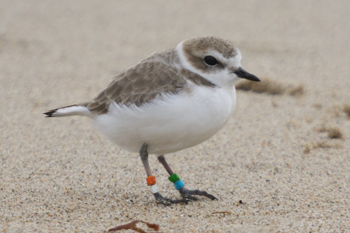 Snowy Plover - ML645825488