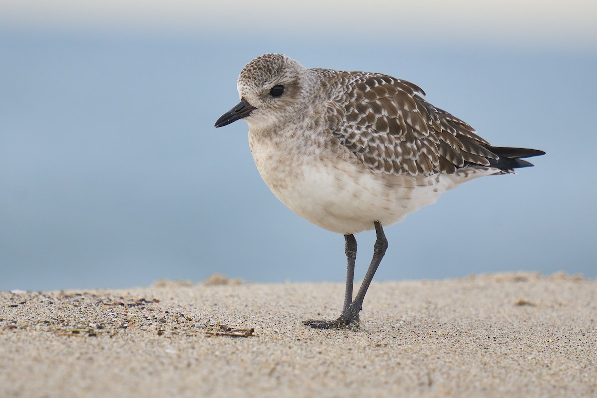 Black-bellied Plover - ML645825494